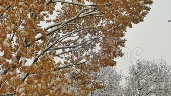 令人叹为观止的自然景观与枫叶在第一次降雪的太阳模糊背景可爱的秋天景象视频的预览图