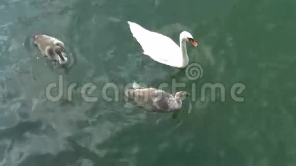 三只天鹅在GH44KUHD湖上游泳视频的预览图