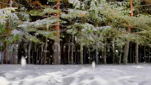 飘落的雪花在松林中视频的预览图