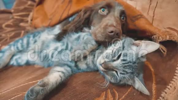 猫和狗在一起睡觉的生活方式有趣的视频猫和狗在室内的友谊宠物友谊和爱猫视频的预览图