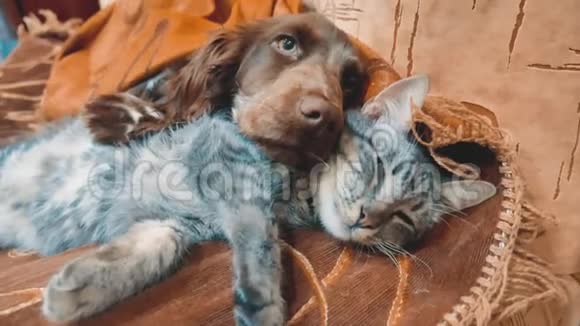 猫和一只生活方式的狗在一起睡觉有趣的视频室内的猫狗友谊宠物友谊和爱猫视频的预览图