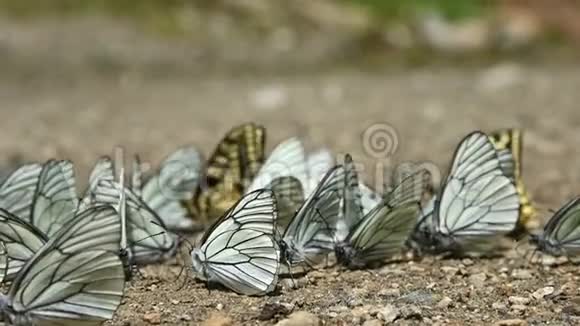 特写慢动作一群蝴蝶带着青色的翅膀在山地中吸收营养并在地上爬行视频的预览图