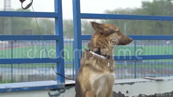 孤独的拴着的狗在等主人漂亮的棕色狗被锁在院子外面狗在户外等主人视频的预览图