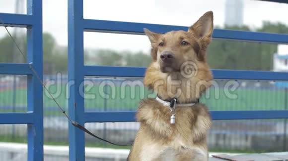 村子里的狗被拴在链子上绑着的狗坐在栅栏旁等待主人的狗视频的预览图