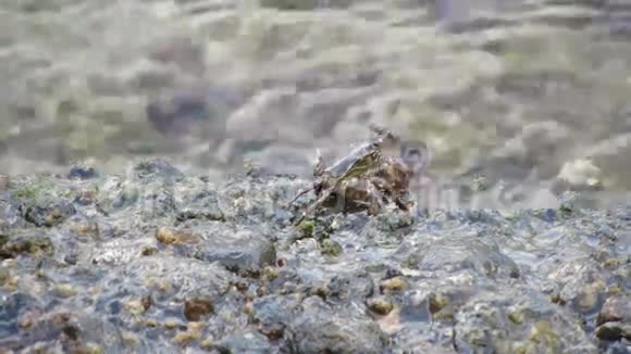 吃岩石上矿物的小龙虾视频的预览图