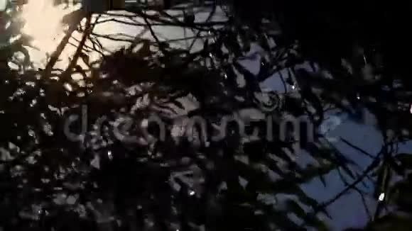 太阳透过桉树的树枝窥视视频的预览图