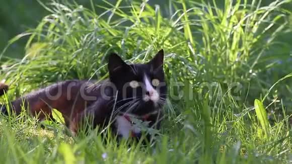 一只懒洋洋的黑白猫在春天的花园里享受树荫视频的预览图