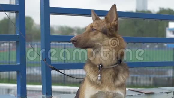 村子里的狗被拴在链子上绑着的狗坐在栅栏旁等待主人的狗视频的预览图