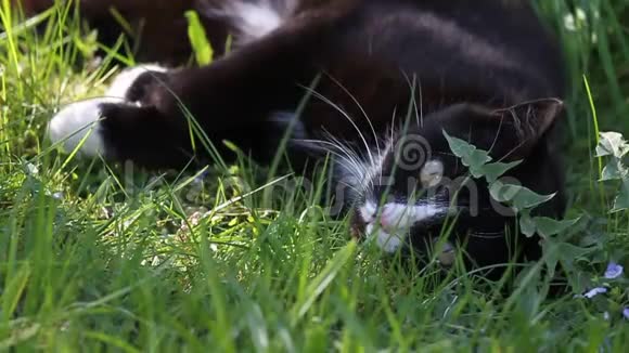 一只懒洋洋的黑白猫在春天的花园里享受树荫视频的预览图