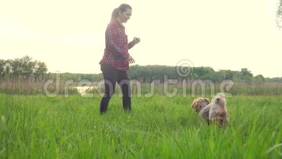 女孩和狗玩生活方式自然在日落狗约克郡猎犬在大自然中玩接球视频的预览图