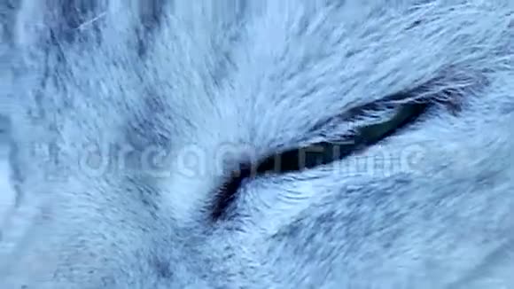 美丽的英国龙猫绿眼睛特写视频的预览图