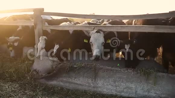 奶牛在日落时在农场院子里放牧牛在户外吃和走农业视频的预览图