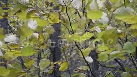 秋林中风日视频的预览图