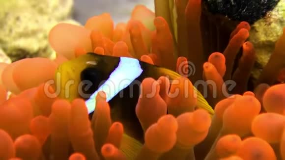 浅橙色的小丑鱼泡沫蛇毒科水下红海视频的预览图