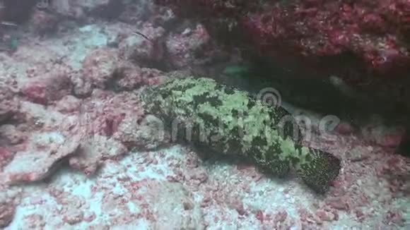 晚上睡梦中沙质海底的石斑鱼视频的预览图