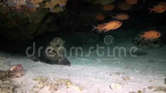 晚上睡梦中沙质海底的石斑鱼视频的预览图