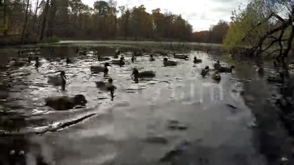 湖中的鸭子和秋天的森林视频的预览图