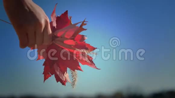秋天的叶子花束在美丽的女人手中秋天的颜色视频的预览图