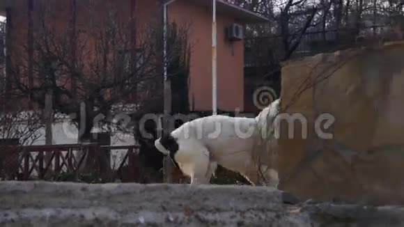 饥饿的大狗在街上的冬天吃面包慢动作视频的预览图