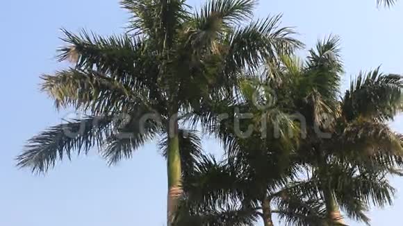 棕榈树在风中视频的预览图