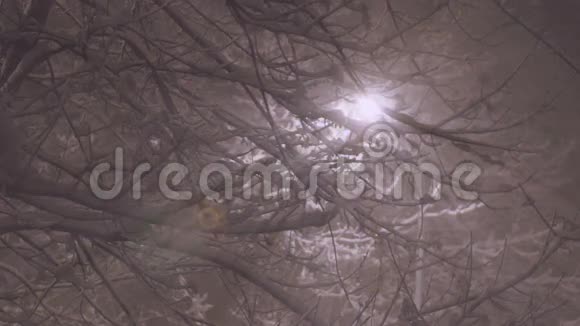 夜晚下雪来自吊灯的光线视频的预览图
