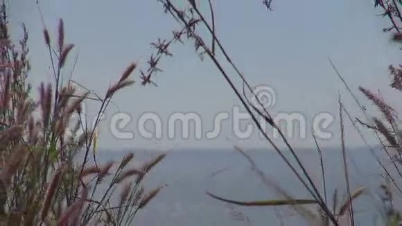 枯黄的芦苇草正迎风招展迎着一片晴朗的蓝天飘着几朵散落的云彩视频的预览图