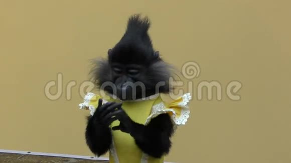 猴子黑冠的芒果视频的预览图