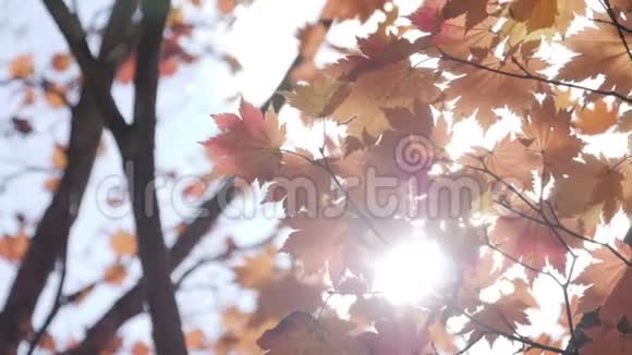 秋天有阳光的黄枫树视频的预览图