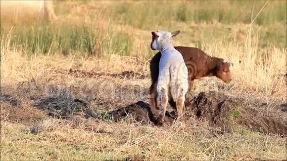 两只羔羊棕色白色春天视频的预览图