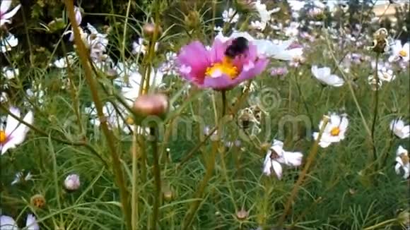 蜜蜂从花中收集花粉视频的预览图