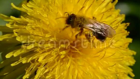 风中的蜜蜂和蒲公英花视频的预览图