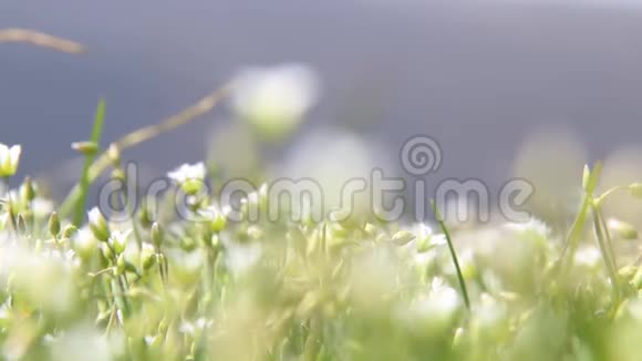 白色野花春天自然背景视频的预览图
