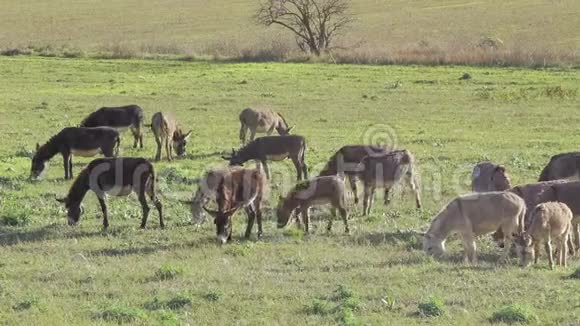 早晨在牧场上吃草的驴子视频的预览图