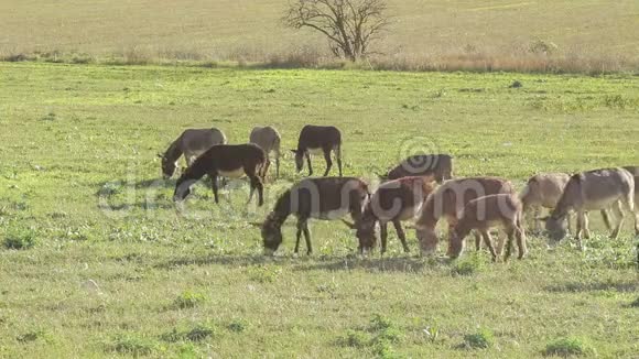 早晨在牧场上吃草的驴子视频的预览图