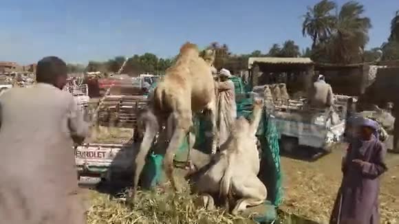 骆驼市场上的当地骆驼推销员把骆驼装上卡车视频的预览图