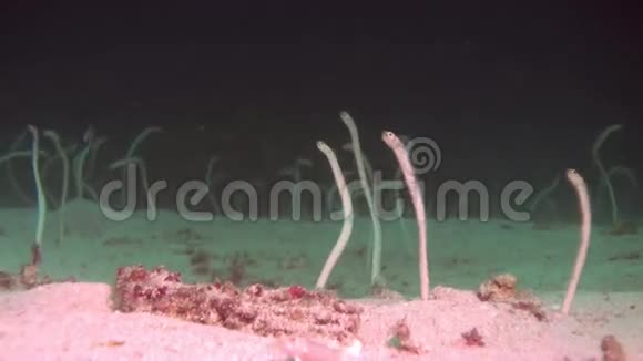 花园鳗鱼在夜间在水柱中喂食视频的预览图