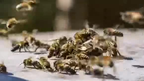 蜜蜂追逐陌生人时光流逝视频的预览图