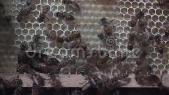 蜜蜂昆虫动物野生动物自然视频的预览图