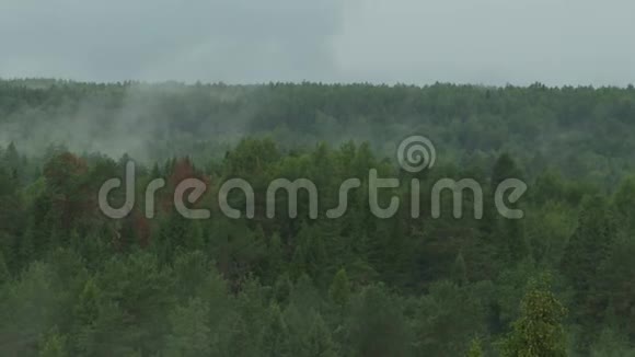 在松林上空的晨雾景色视频的预览图