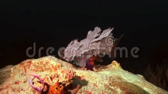 夜晚在灯笼灯光下的戈戈尼亚珊瑚视频的预览图