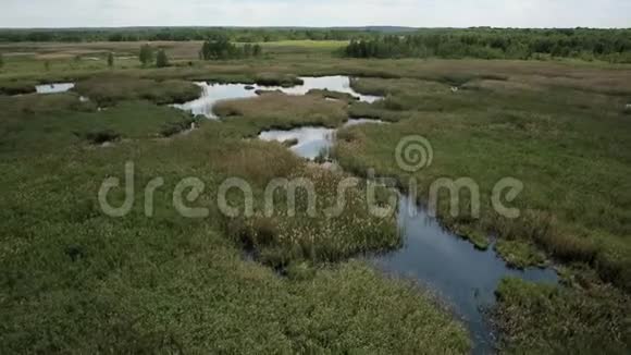 鸟瞰沼泽土地与白鹭筑巢地视频的预览图