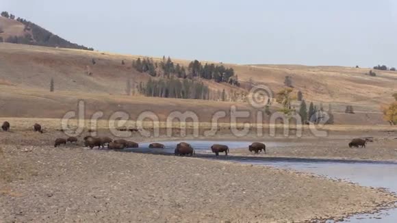 野牛穿过拉马尔河视频的预览图