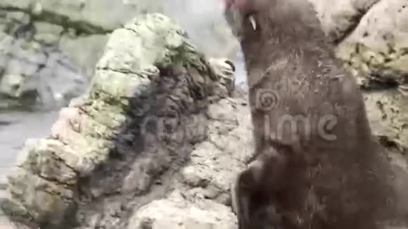 小毛海豹在岩石上爬行视频的预览图