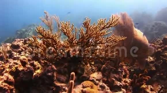 在海底发展大猩猩珊瑚视频的预览图