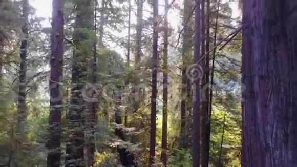 北加利福尼亚红杉树的空中足迹视频的预览图
