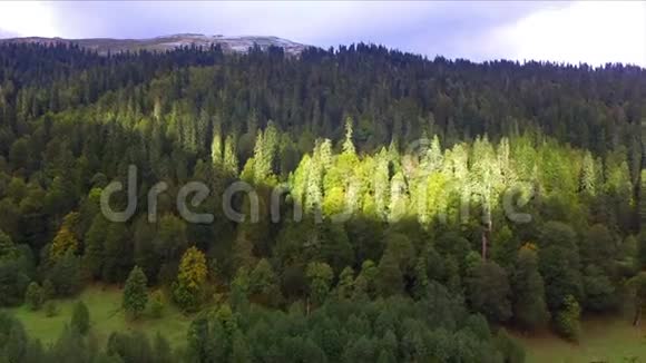 鸟瞰野生山林视频的预览图