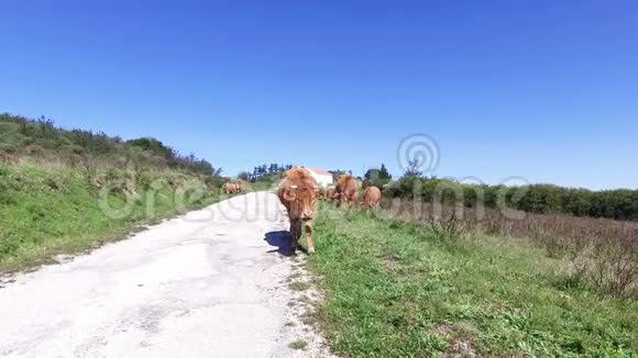 葡萄牙农村的奶牛放牧视频的预览图