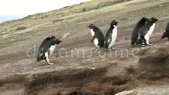 福克兰群岛罗克霍普斯企鹅上坡视频的预览图