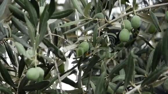 在花园里生长的新鲜橄榄视频的预览图