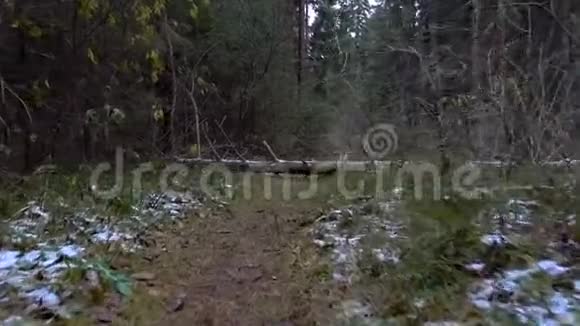 在森林里散步倒下的树视频的预览图